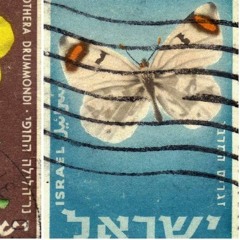 butterfly.
