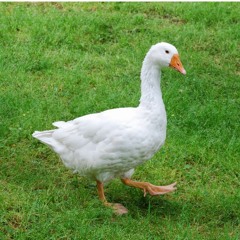 dick in a toaster (ft. $paghetti boi)