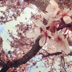 T.I.B. (Abe Perez, Velveteen, MaddX)- AR