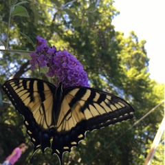 In The Jungle [Prod. By The Wave]