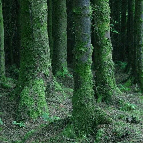 幻想的な森by Kk Tnek Net 幻想的な森by Kk Tnek Net