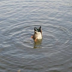 Dança Dos Patos E Das Ovelhas