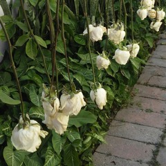 For the love of God backing track guitar