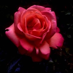 A Spotless Rose - Herbert Howells