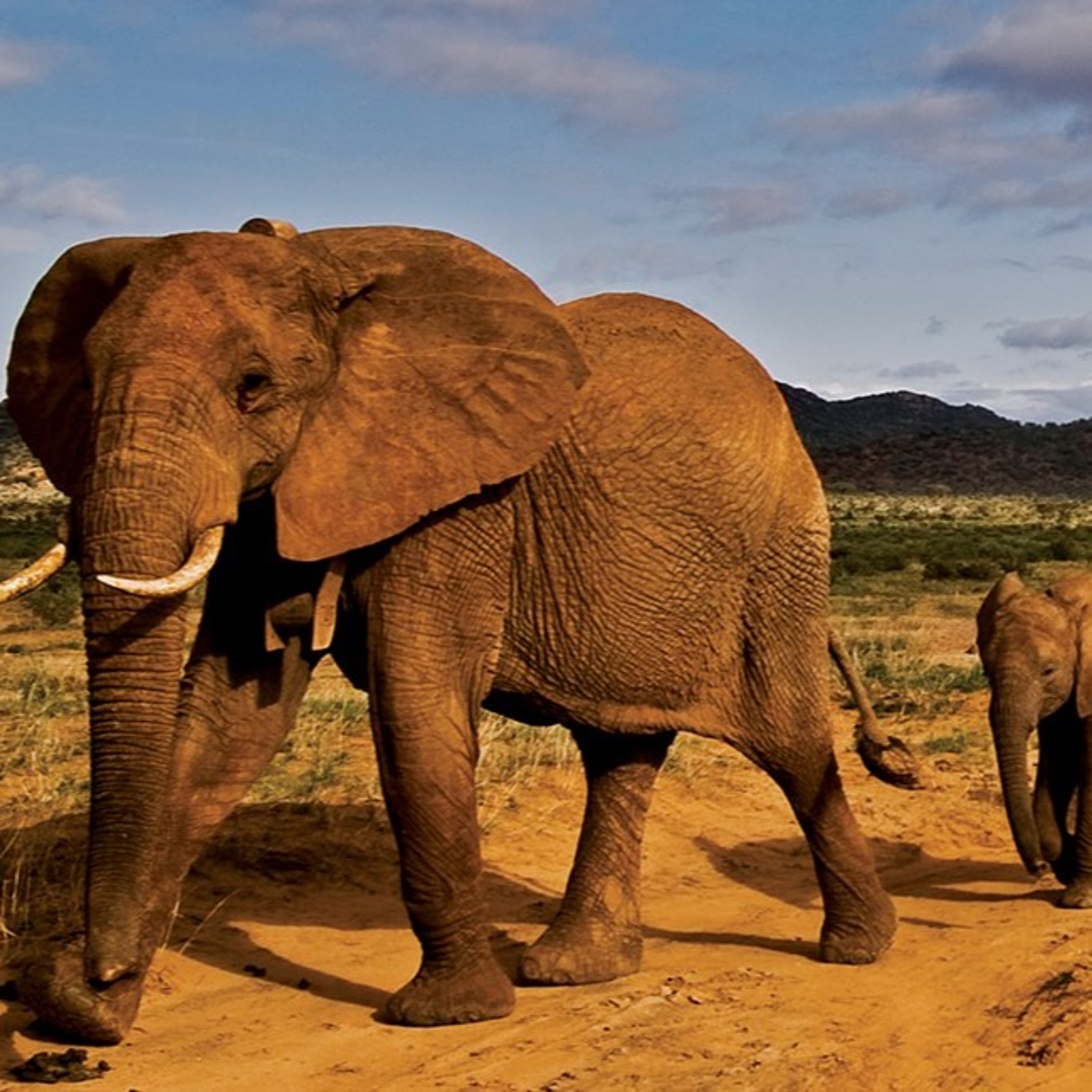 BBC World Service: two-way on elephant conservation & honey