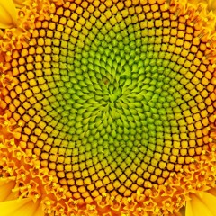 Fibonacci Spirals