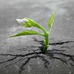 Plus de gris que de vert Feat Essena