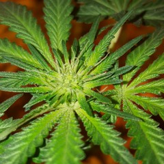 [PREVIEW] Bring it back - JCLAP