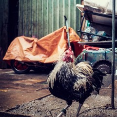 Champion Adobo - Audio Rebel