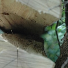 Like A Tree From The Top Of The World