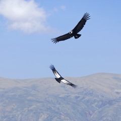 Gocci Bosca vs Aca Seca Trio "What Is Huayno Del Diablo" (Barda Mashup)