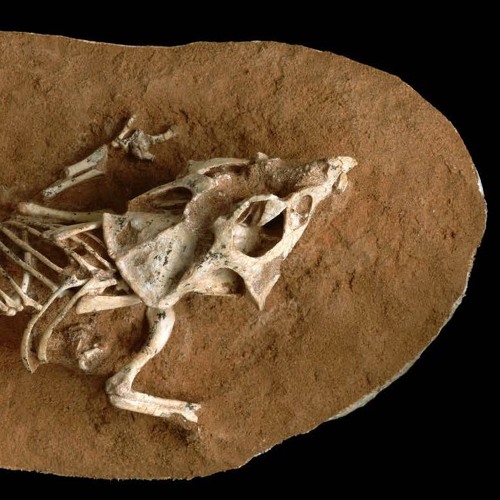 Cracking Open How Dinosaurs Hatched