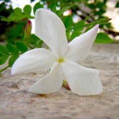 Soraya & Mark Kelly - Under The Jasmine tree | تحت الياسمينة في الليل