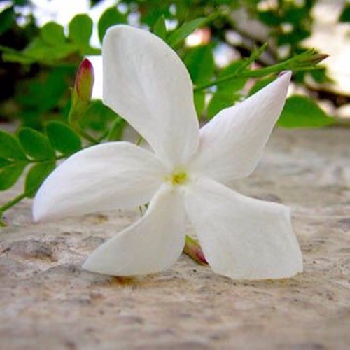 Soraya & Mark Kelly - Under The Jasmine tree | تحت الياسمينة في الليل