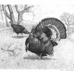 Soliloquy of a Turkey