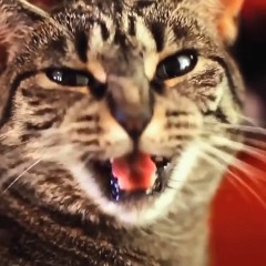 Collective Soul Cat (Remastered)