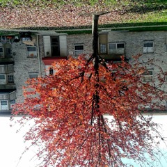 Midcentury Modern - Legends Of The Fall (cldfsh Remix)