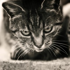 Classik Beatz - Jealousy