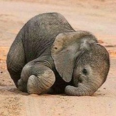 Promo: Amber Waves over tucking en olifantenoren