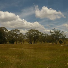 Wind in Eucalyptus radiata (peppermint) excerpt