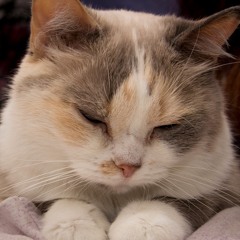 Mellowchords (instrumental)