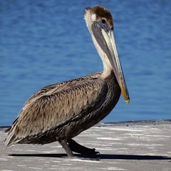 Pelicans