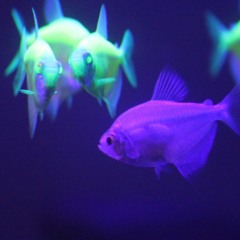 Black Light Fish (feat. Black Light Fish)