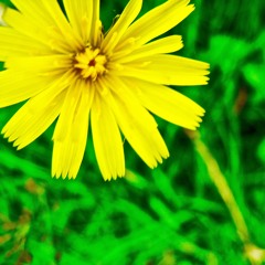 Pasture