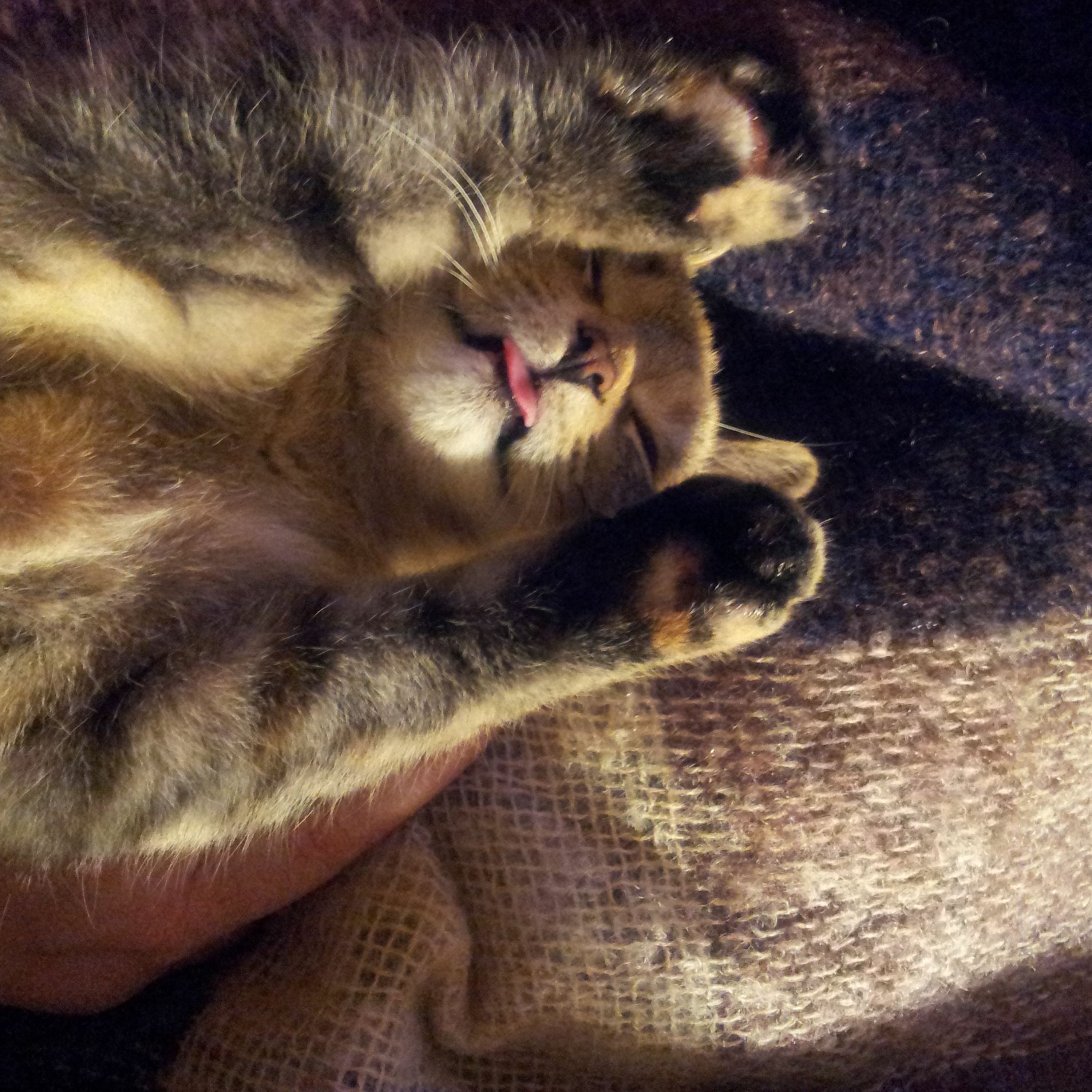 Goodnight Gracie