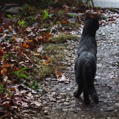 Wudovit (Improv Jam)