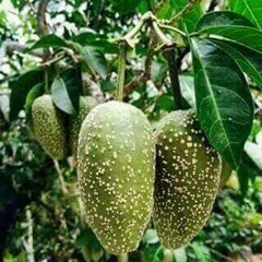 Tungor ngonuk nemin.        By.Rain ais
