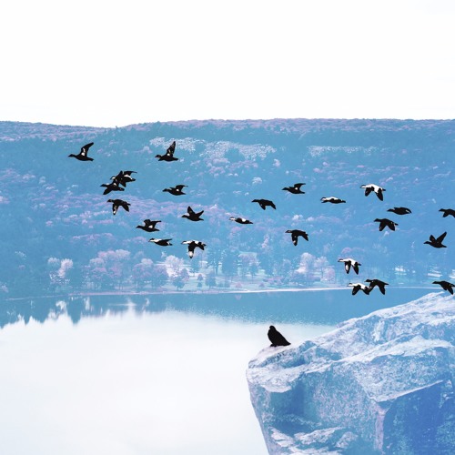 BLUEBIRD (feat. Page Kallop)