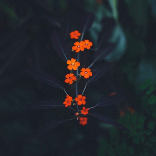 CreatItMag's Tracks of May