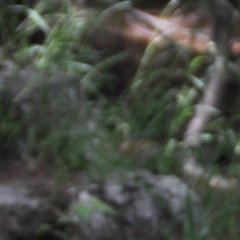 مثل الورق | حمد الماجد