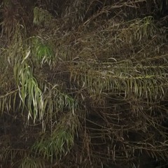 Live @ Wienerhof Café, Bremen, 30 Dec 2016