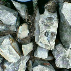 Rimba Rebanan - Azemshah | Shaker cover