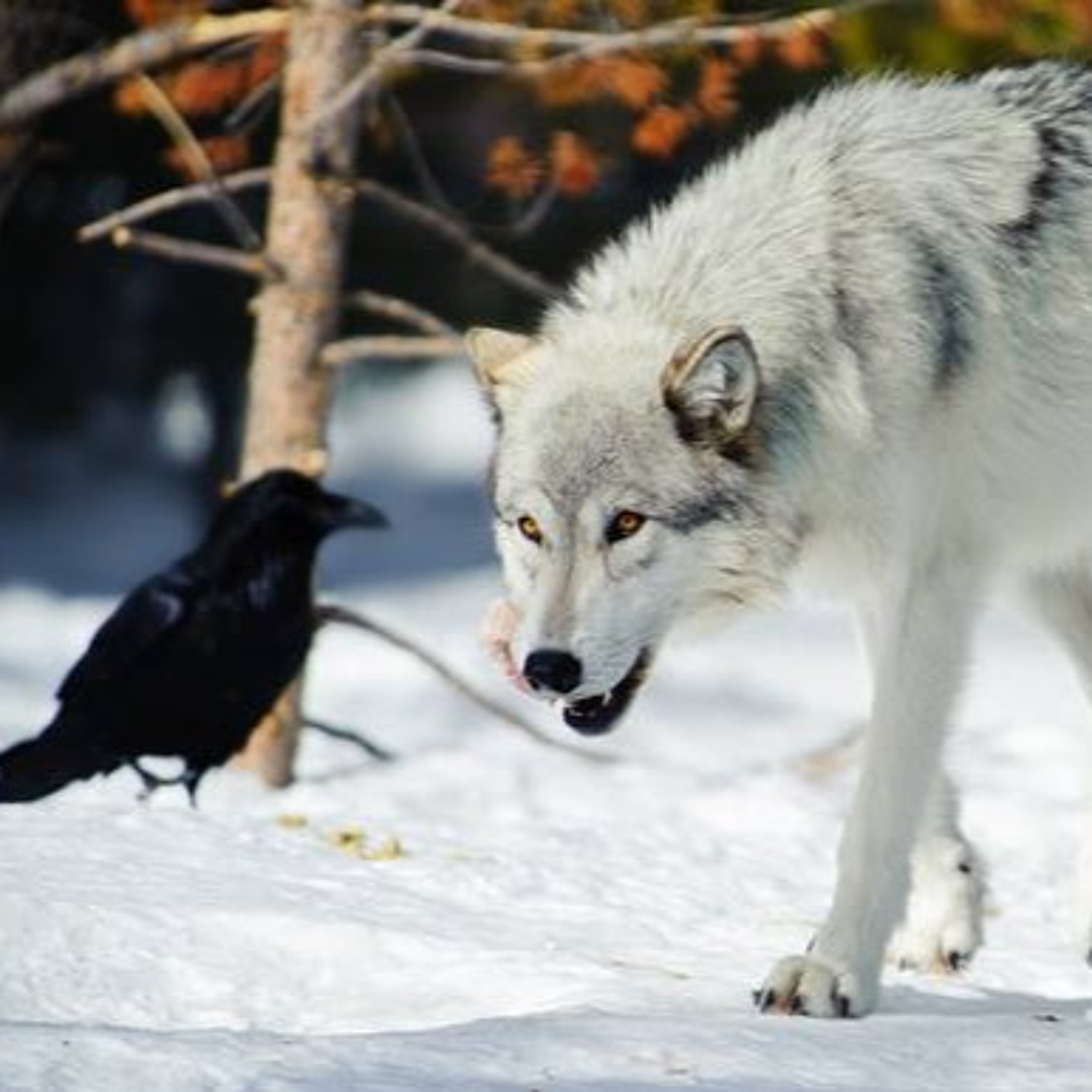 Healing Songs and Chants from the Alternate Universe Terri Sings With Ravens