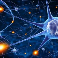 Sciences: Des neurones pour lutter contre la peur