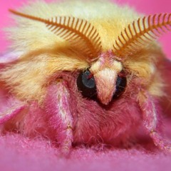 Moth Fur - The One True God