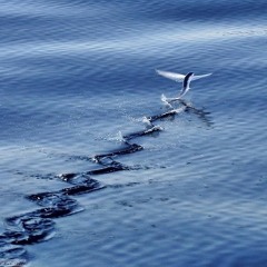 General Jams Mega Playlist