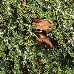 "perfect" Fairground Attraction Ukulele Acoustic Cover" by hiro