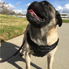 PUGMIX1