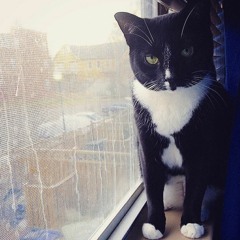 Stray Cat (It's Cold Outside ver.)