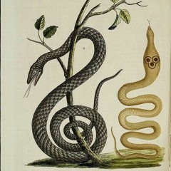 A . M_ G0t1k CHVl1t4_ AB0RT0