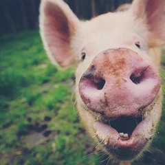 Puercos Marranos    -     Porky