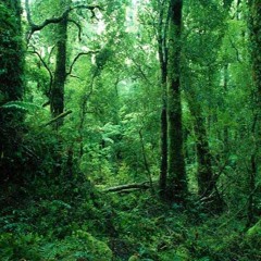 Sylvan Themes: ODE to the FOREST
