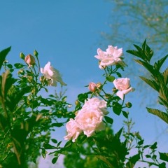 Flores - SABER