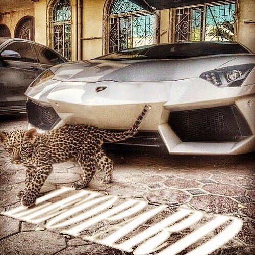 Leopard