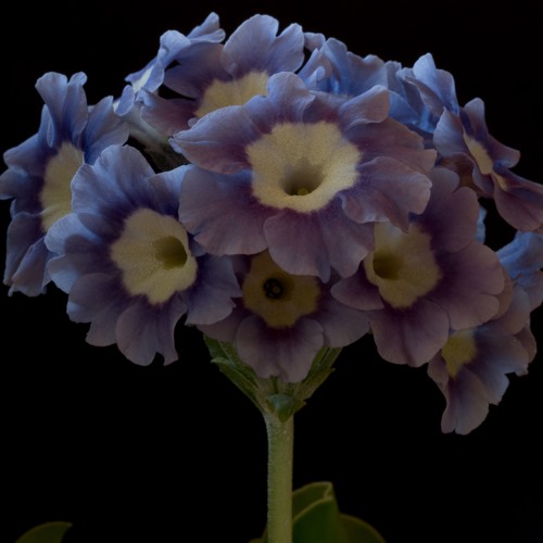 08 Dressed in Blue by The Auricula Suite Ensemble
