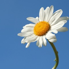 A2: Just Daisy